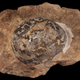 Fossilized Mussaurus egg.